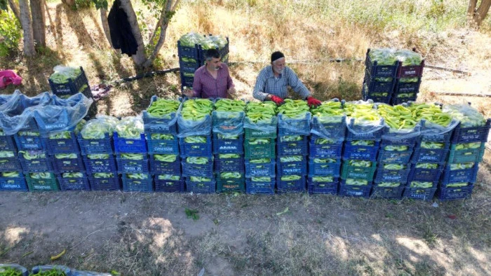 86 yaşındaki adam yetiştirdiği biberlerle b&ouml;lgenin ihtiyacını karşılıyor