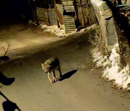 A&ccedil; kalan kurt şehir merkezine indi