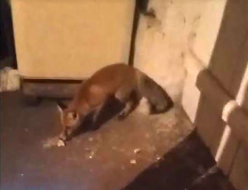 Aç kalıp eve dalan tilkiyi beslediler