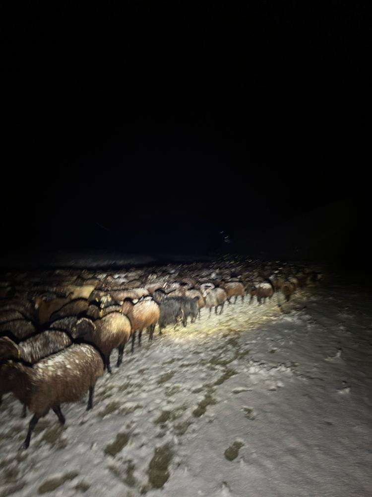 Ağrı'da mahsur kalan 3 çoban ve 3 bin koyun kurtarıldı