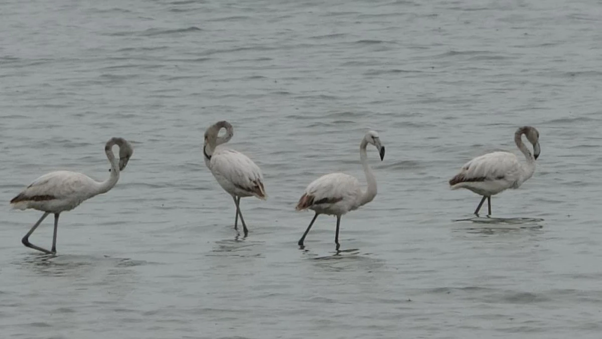 Allı turnalar bu yıl Van'a erken geldi