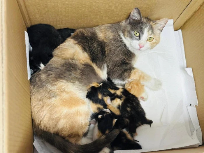 Anaokulunun misafiri &lsquo;Fındık' 6 yavru d&uuml;nyaya getirdi