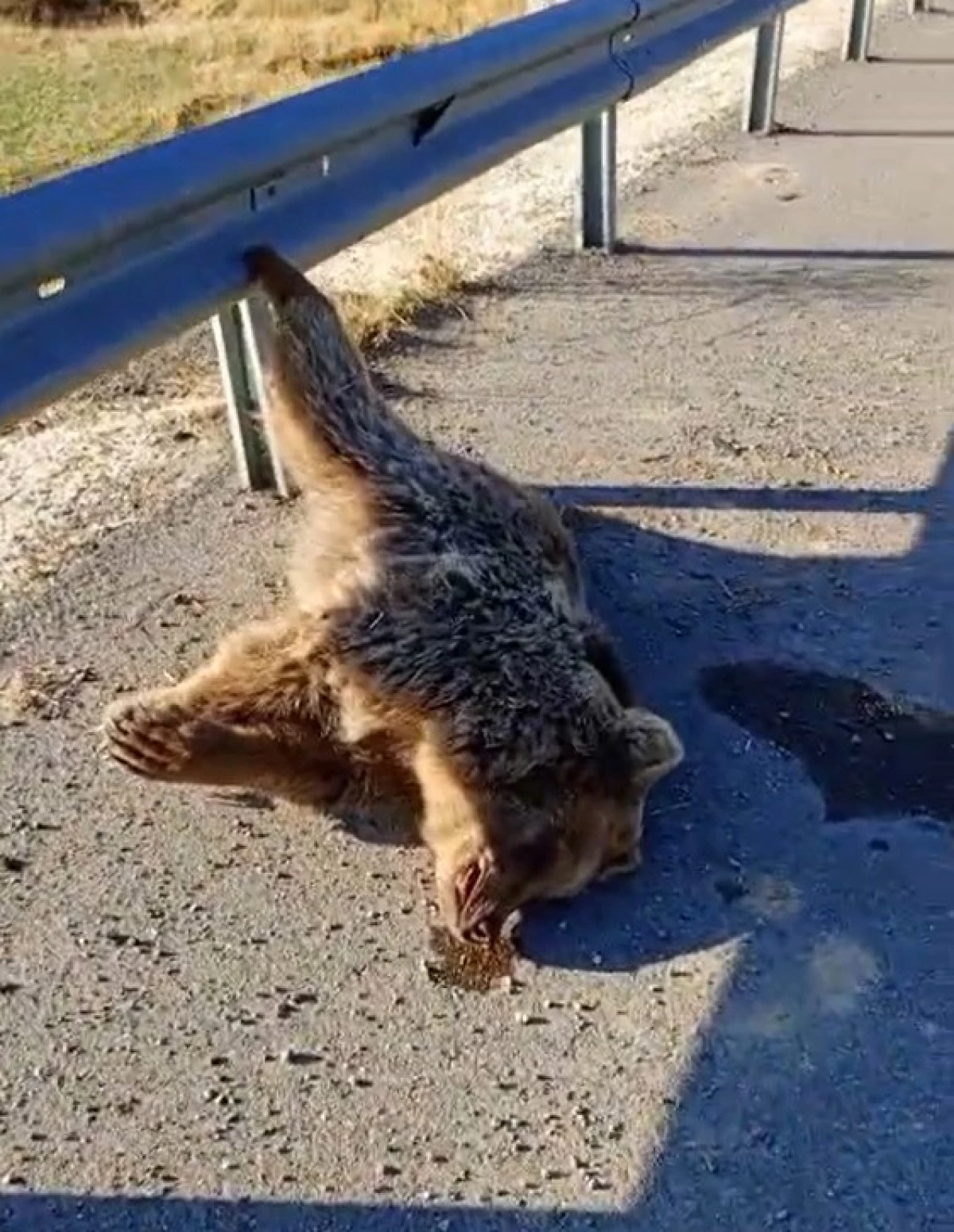 Aracın çarptığı ayı telef oldu