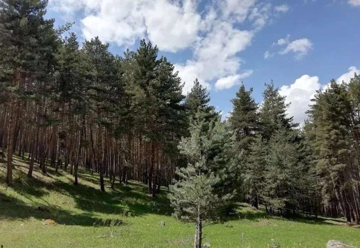 Ardahan'da ormanlara giriş yasaklandı