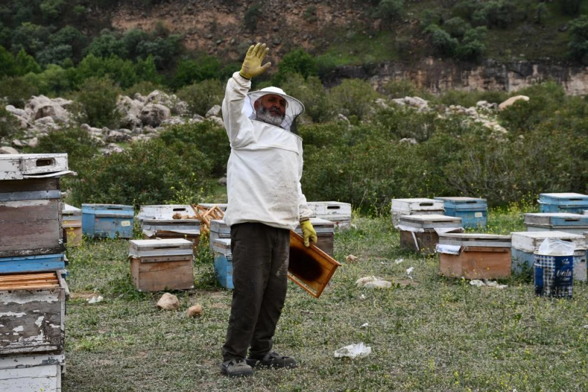 Arıcılar doğal bal için yollarda