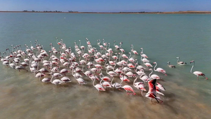 Arin Gölü'nde flamingoların Süphan Dağı eşliğinde mest eden dansı