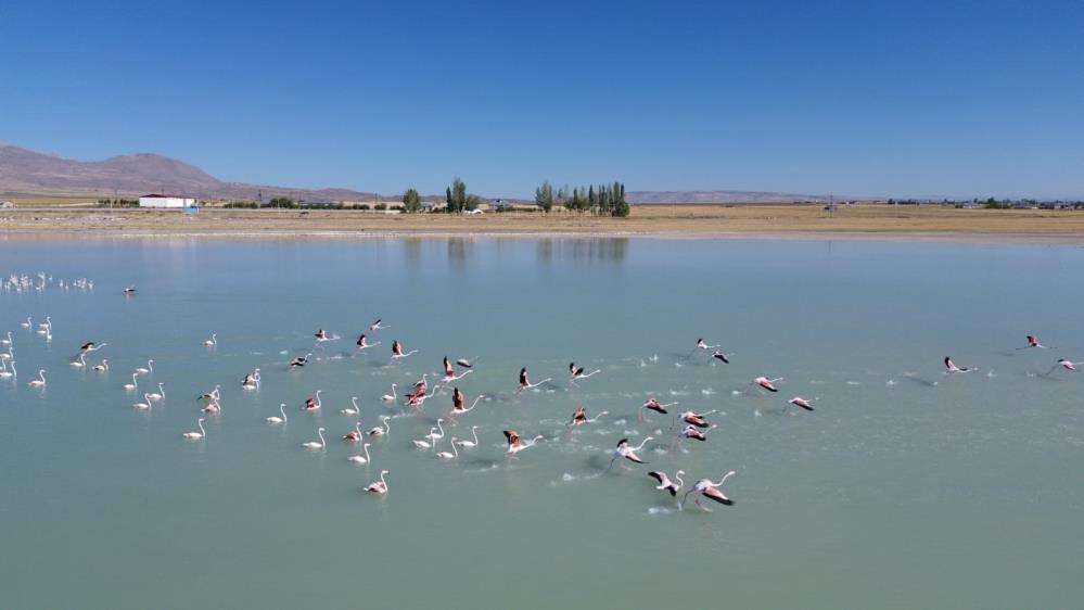 Arin Gölü’nün renkli misafirleri büyük ilgi görüyor