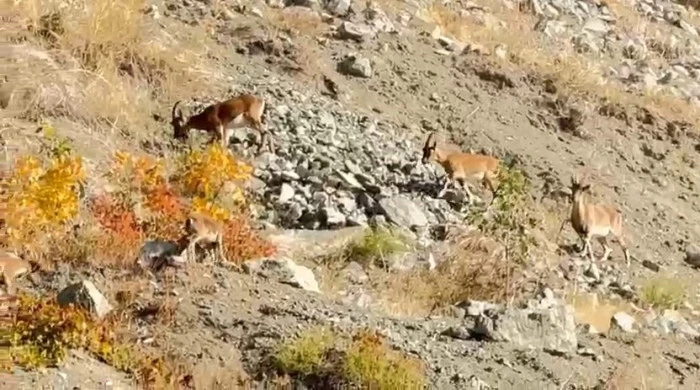 Elazığ'da dağ keçileri sürü halinde görüntülendi