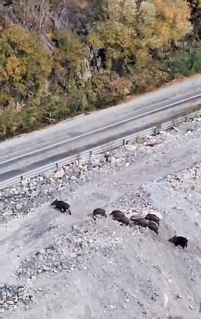 Yüksekova'da domuz sürüsü görüntülendi