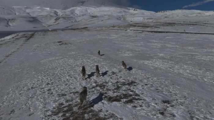 Aydınlar beldesinde kurt s&uuml;r&uuml;s&uuml; g&ouml;r&uuml;nt&uuml;lendi