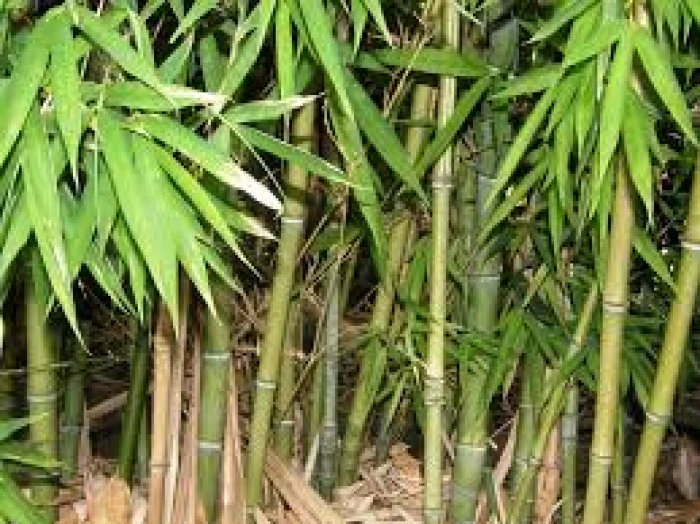 Bambu Ağacı Sabırla B&uuml;y&uuml;r