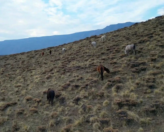 Başıboş bırakılan at ve eşekler hem trafiği hem yaban hayatını tehdit ediyor