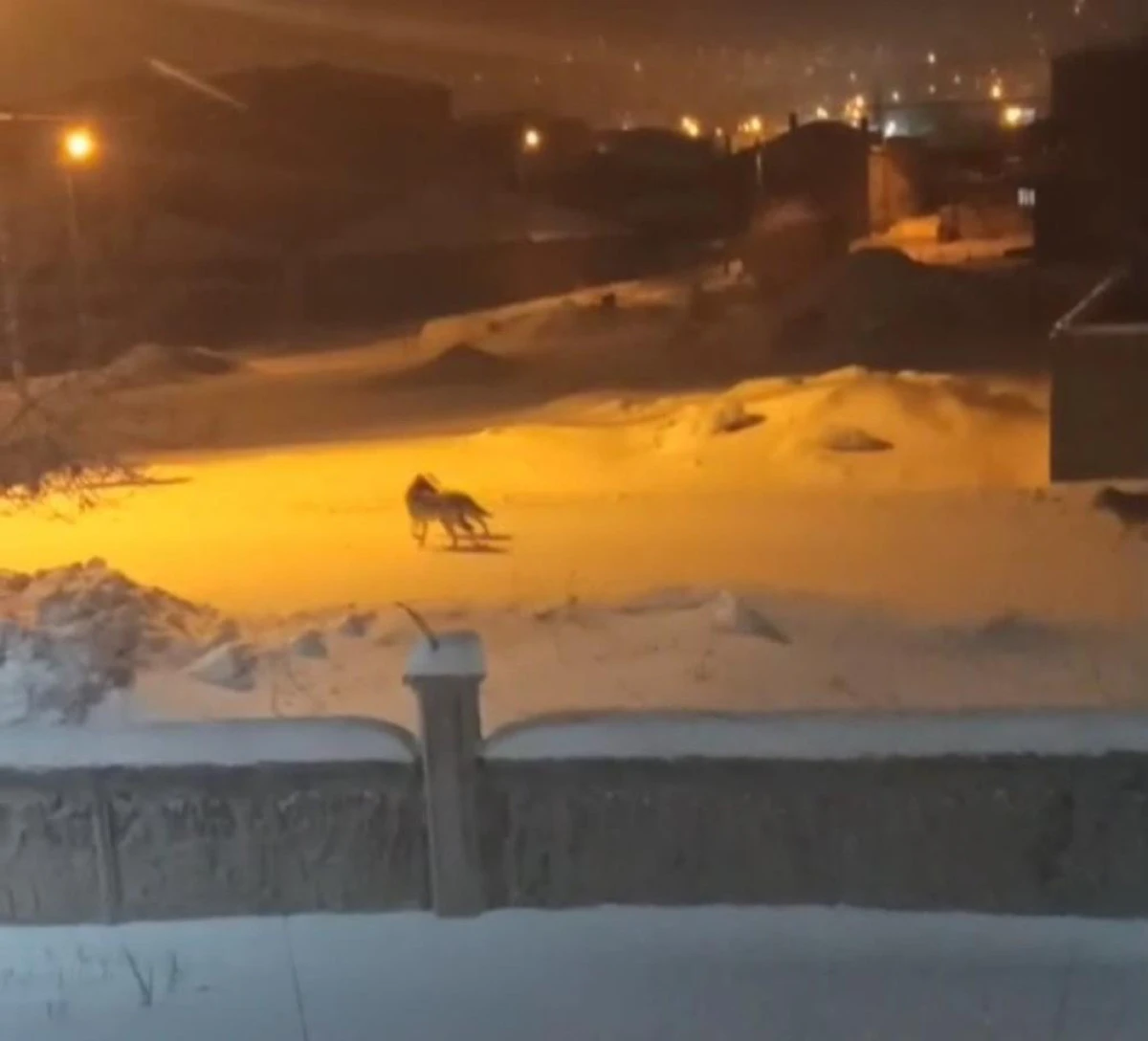 Başkale'de a&ccedil; kalan kurtlar il&ccedil;eye indi