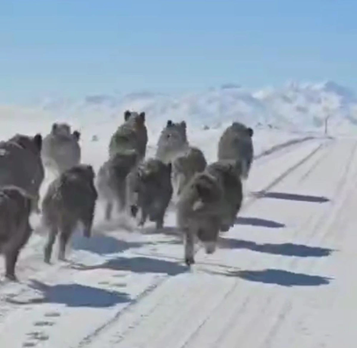 Başkale'de domuz s&uuml;r&uuml;s&uuml; g&ouml;r&uuml;nt&uuml;lendi