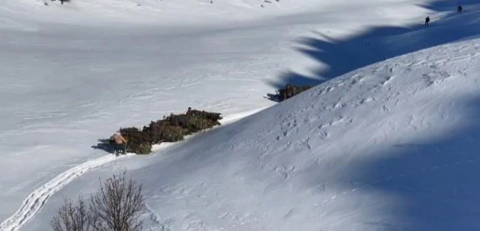 Bitlis'te hayvanlar i&ccedil;in kızaklı yem mesaisi