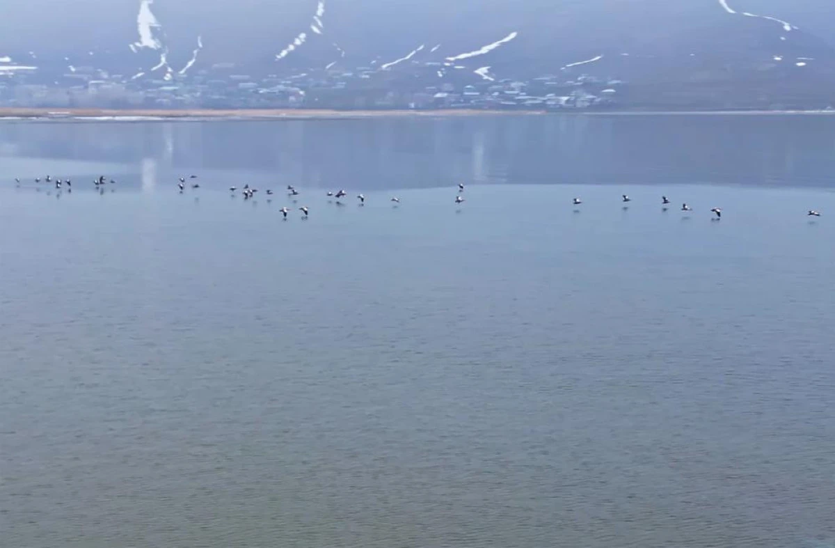 Bitlis&rsquo;te sazlıklar dondu, kuşlar g&ouml;lde toplandı