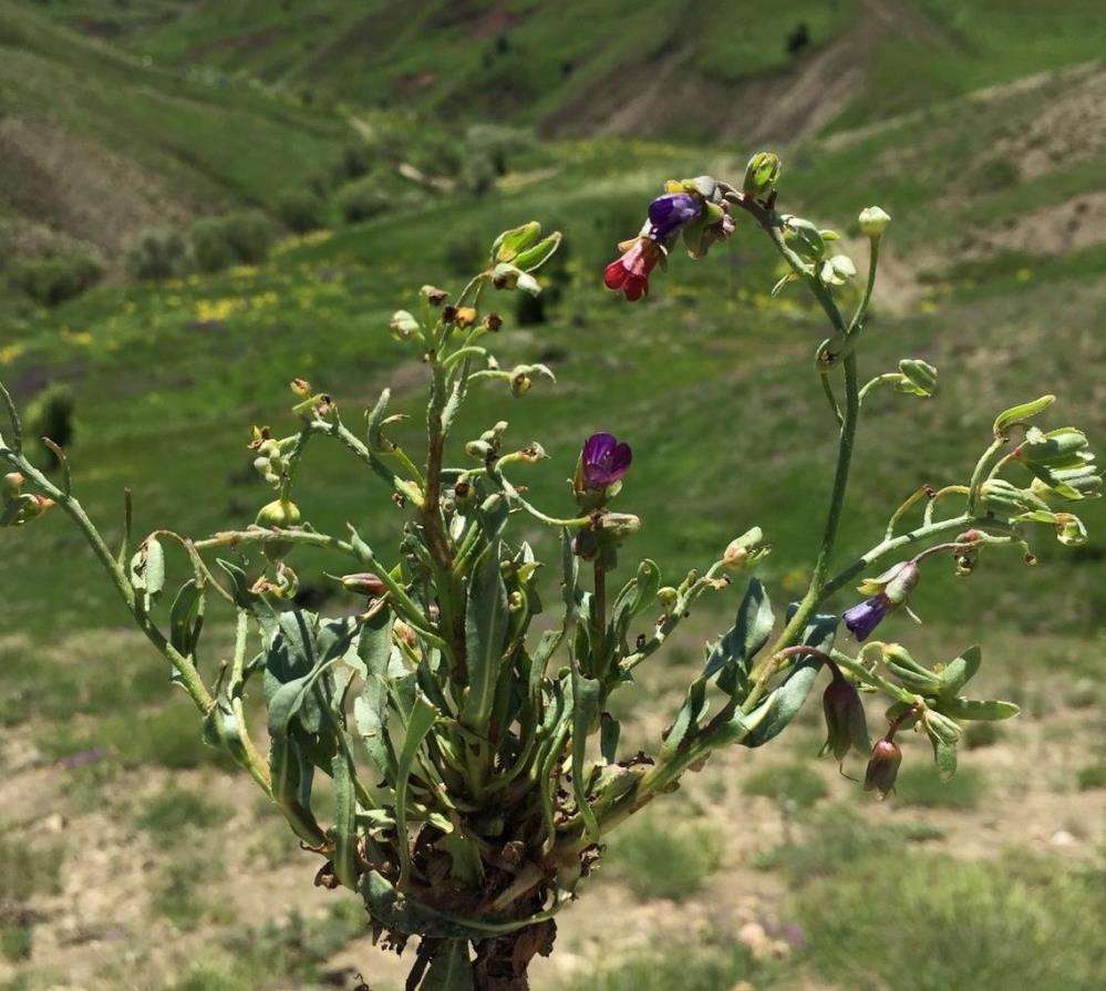 Bu bitki, dünyada sadece Tunceli'nin 2 köyünde var