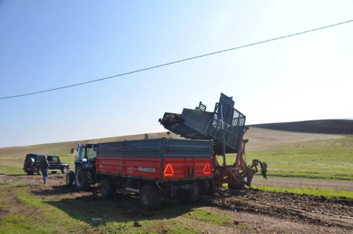Bulanık'ta şeker pancarı hasadı