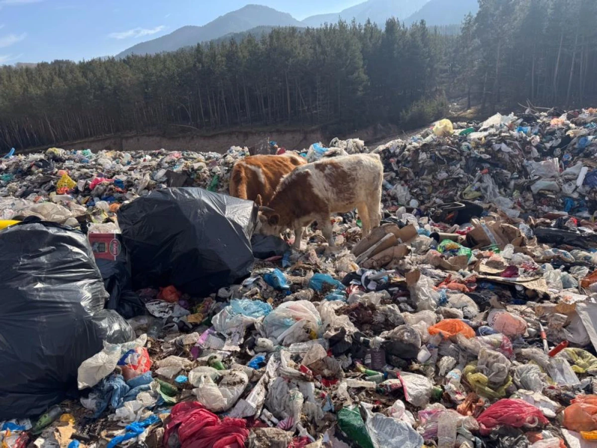 Büyükbaş hayvanlar çöplükte besleniyor