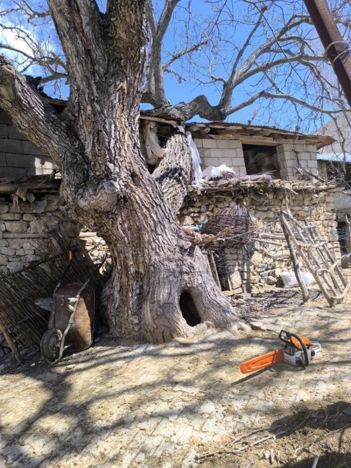 &Ccedil;atak&rsquo;ta ceviz ağacı ahırın &uuml;zerine devrildi