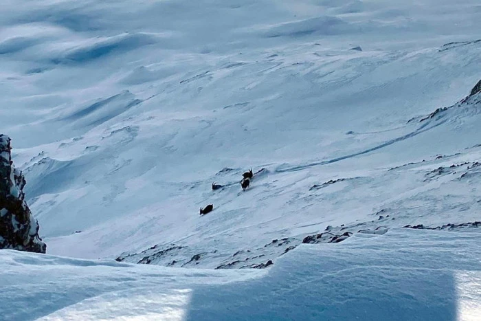 &Ccedil;atak'ta dağ ke&ccedil;ileri g&ouml;r&uuml;nt&uuml;lendi
