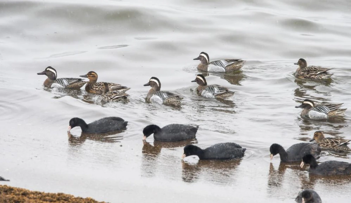 &Ccedil;ıkrık&ccedil;ın &ouml;rdekleri Van G&ouml;l&uuml; sahilinde g&ouml;r&uuml;nt&uuml;lendi