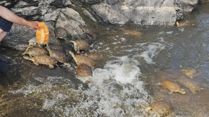 Doğa Fotoğraf&ccedil;ısı Kaplumbağaları kendi eliyle besliyor