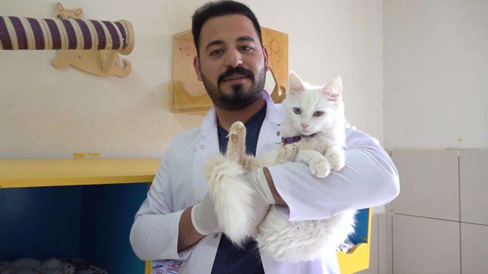 Dünya güzeli Van kedisi ‘Su' 5 yavru doğurdu