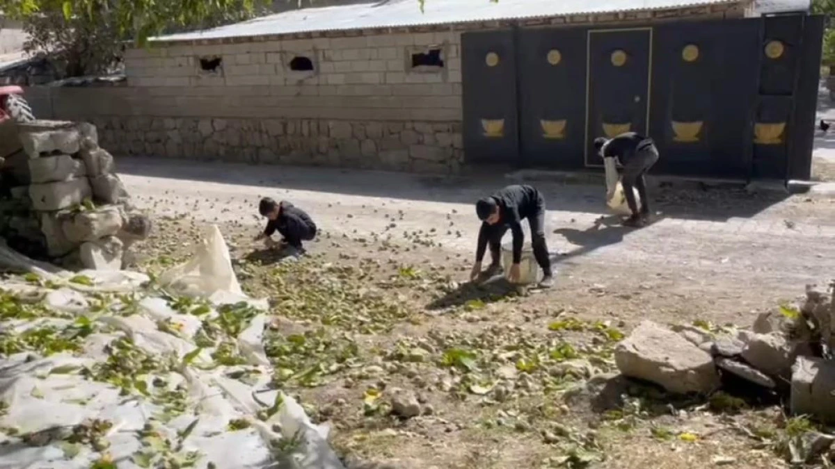 Dünyaca ünlü tescilli Adilcevaz cevizi hasadı başladı