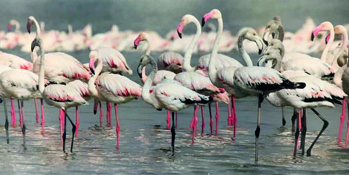 Erçek Gölü’nde jandarmadan flamingo nöbeti