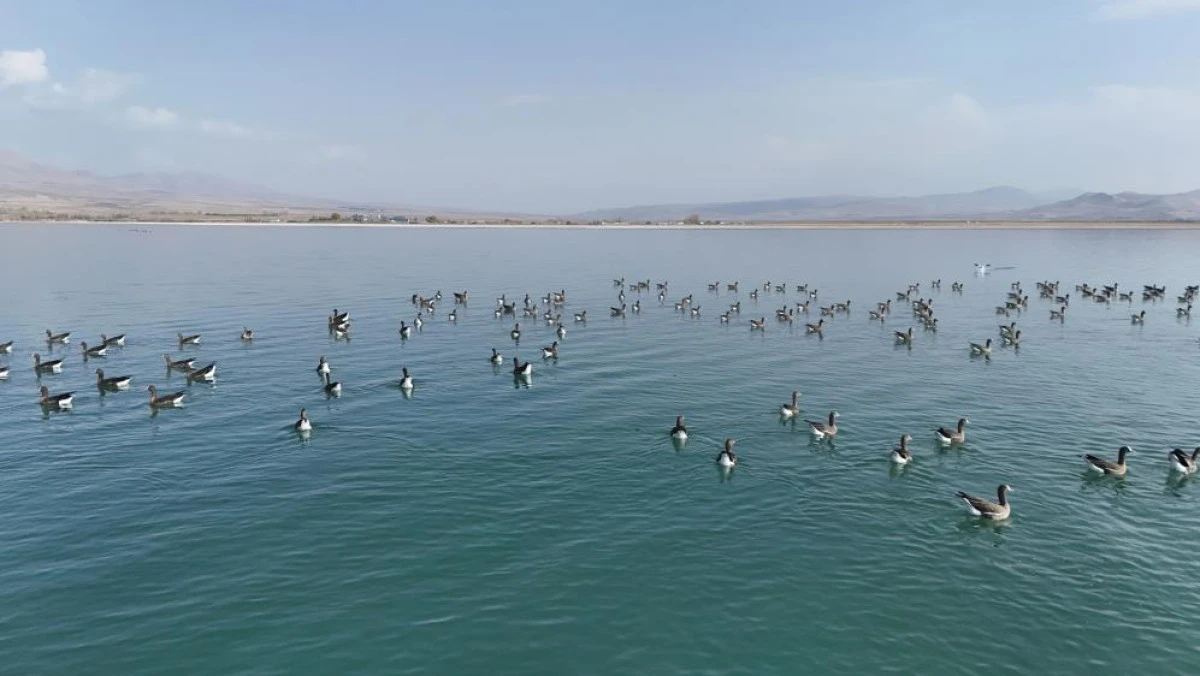 Erçek Gölü'nün yeni misafirleri küçük sakarcalar havadan görüntülendi