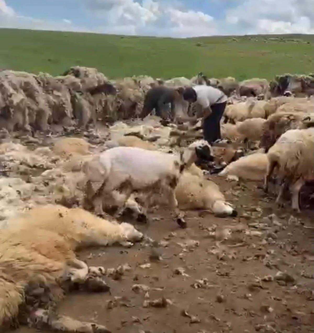 Erciş&rsquo;te Koyun Kırkma Sezonu Yaylalarda Başladı