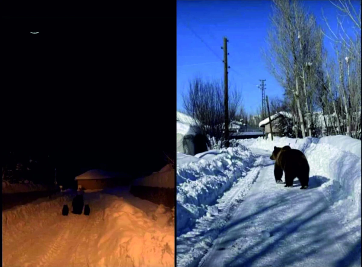 Erciş Keklikova Mahallesi'nde g&uuml;nd&uuml;z vaktı ayı g&ouml;r&uuml;nt&uuml;lendi
