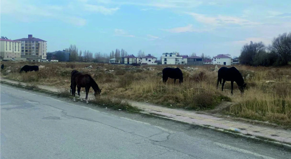 ERCİŞ MERKEZDE BAŞIBOŞ ATLAR  SOKAKLARDA OTLUYOR