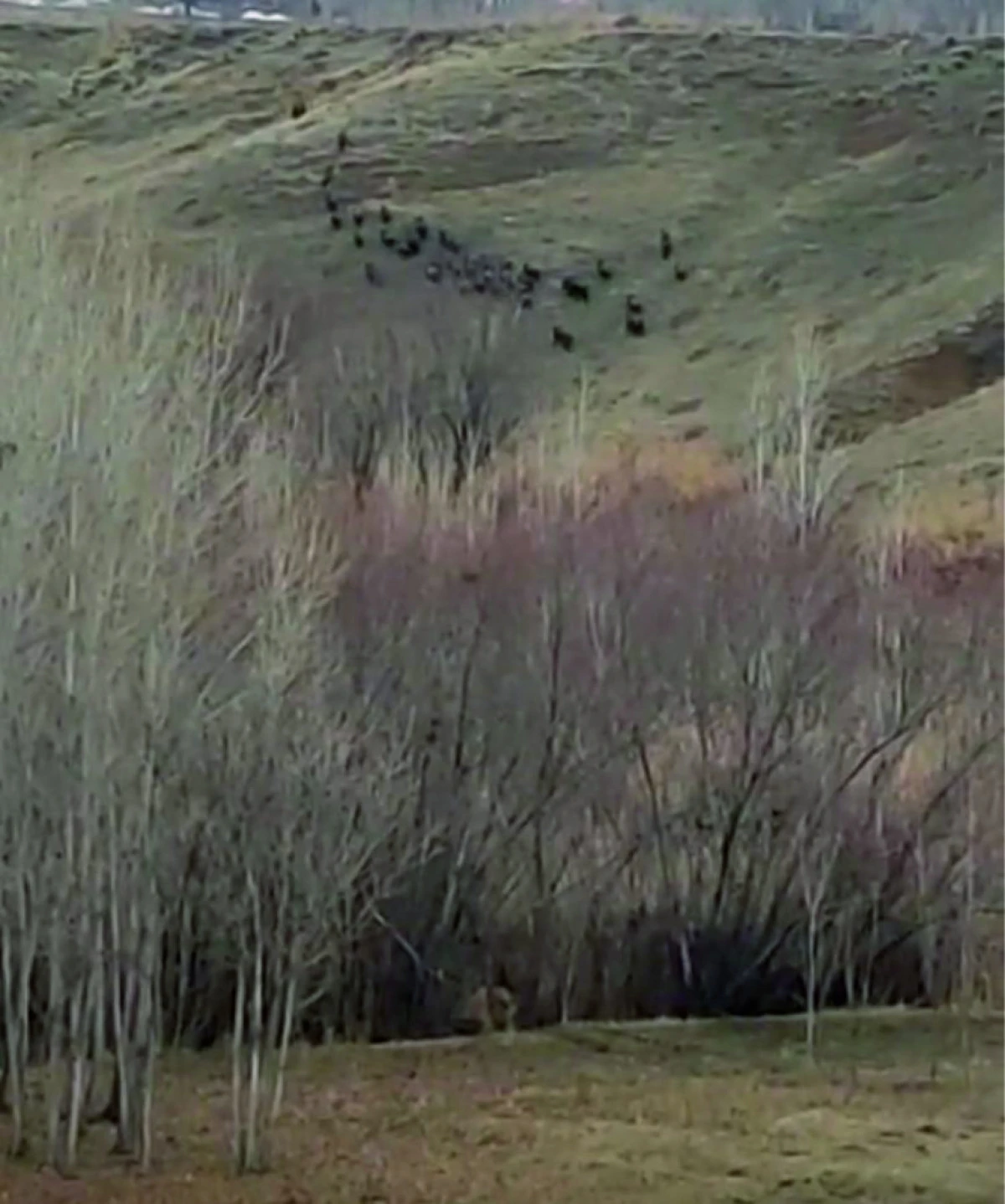 ERCİŞ NİŞANCI MAHALESİ’NDE DOMUZ  SÜRÜSÜ GÖRÜNTÜLENDİ