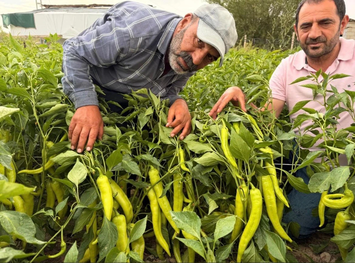 Erciş&rsquo;in Yeşil Biberi Tezg&acirc;hlarda, Fiyatlar D&uuml;şt&uuml;