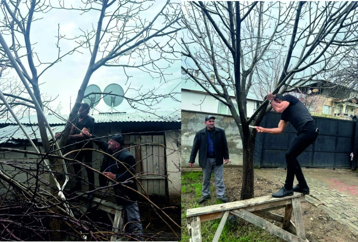 Erciş&rsquo;te Bah&ccedil;elerde Budama ve Aşı Mesaisi