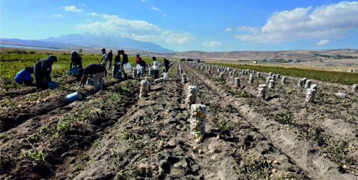 ERCİŞ’TE ÇİFTE HASAT (LAHANA VE PATATES HASADI BAŞLADI)