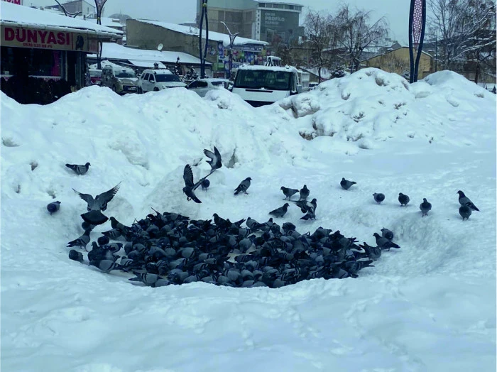 ERCİŞ&rsquo;TE ESNAFTAN &Ouml;RNEK DAVRANIŞ:  KAR KIŞTA A&Ccedil; KALIR, KUŞLARI A&Ccedil; BIRAKMAZ