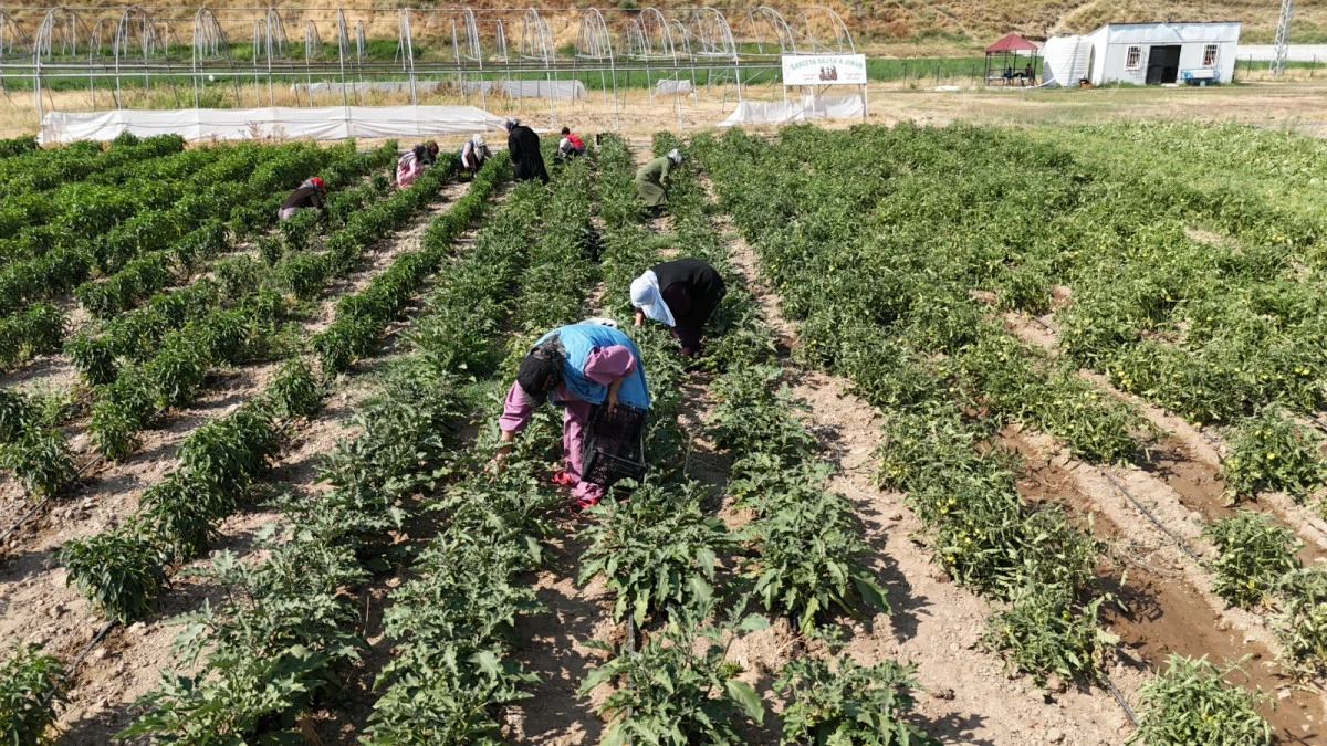 Erciş&rsquo;te Kadın Emeği Hasada D&ouml;n&uuml;şt&uuml;