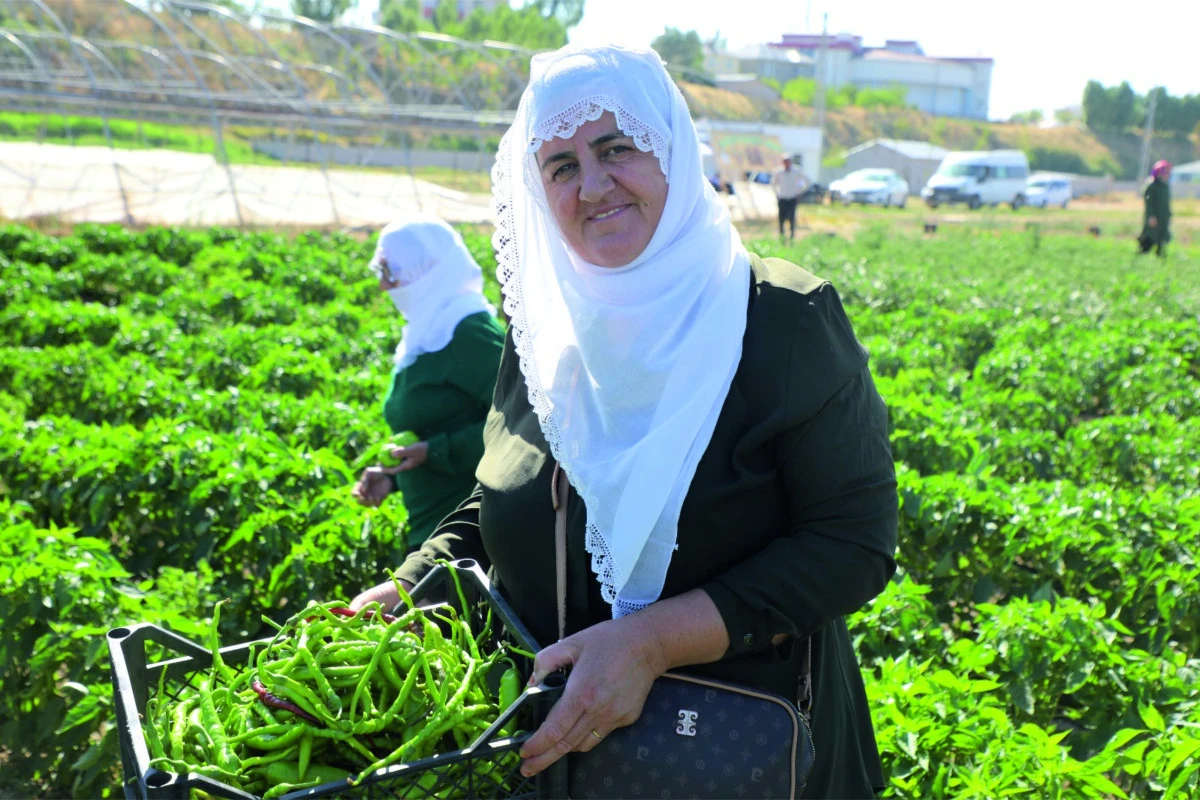 Erciş'te Kadın Emeği Toprağa Can Verdi: