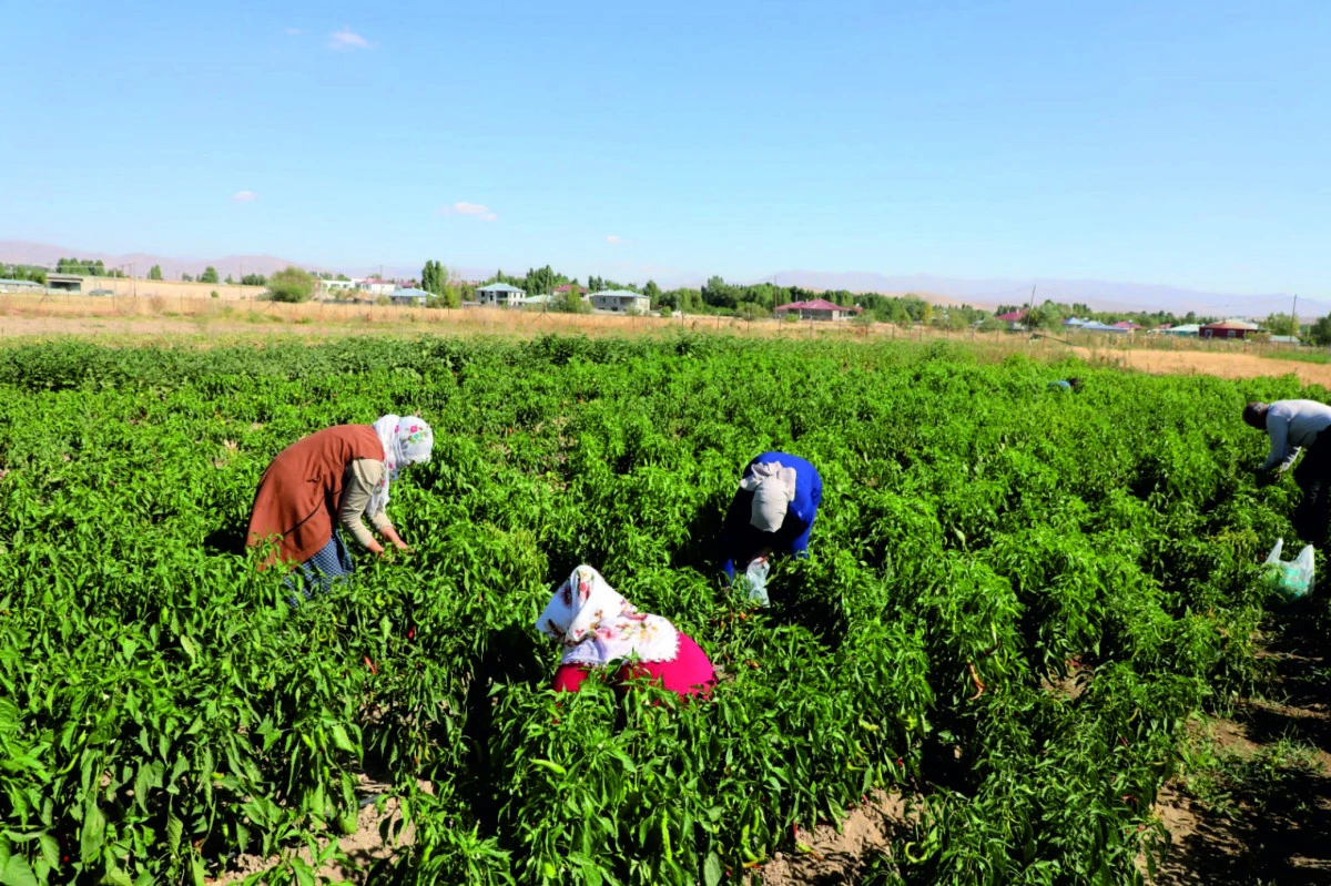 Erciş'te Kadın Kent Bostanı’nda Hasat Sevinci 