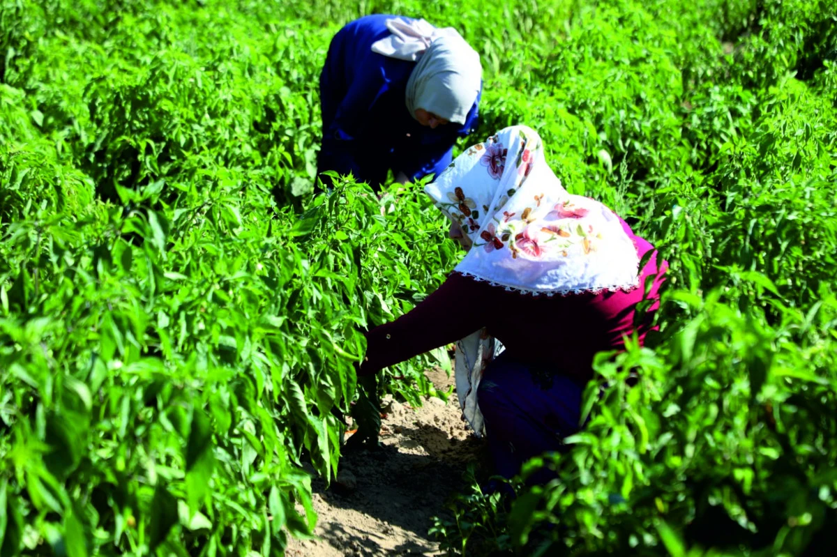 Erciş'te Kadın Kent Bostanı’nda Hasat Sevinci 