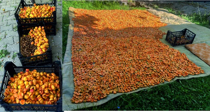 Erciş&rsquo;te Kayısı Kurutma Zamanı