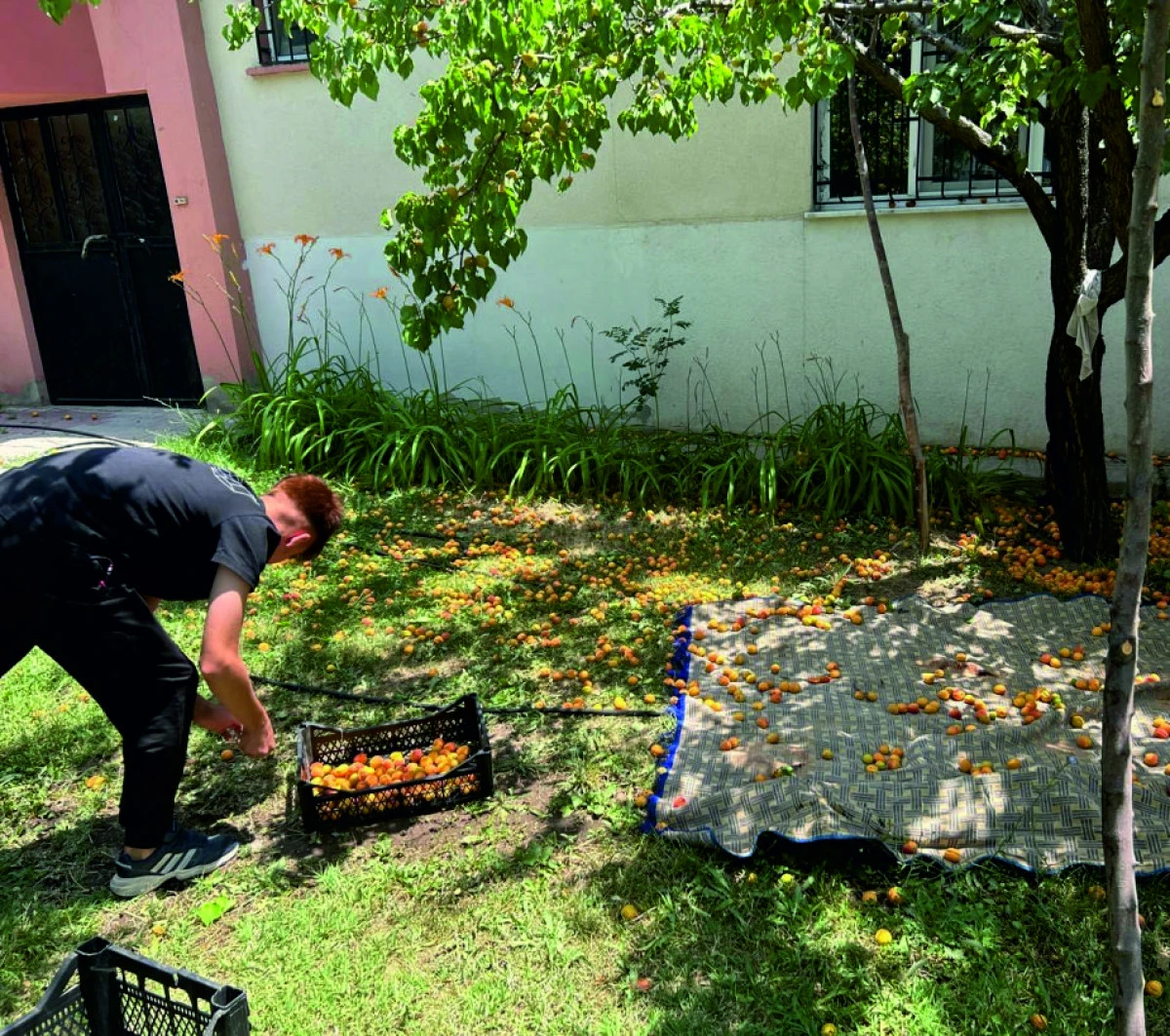 ERCİŞ’TE KAYISI  TOPLAMA EĞLENCEYE  DÖNÜŞÜYOR
