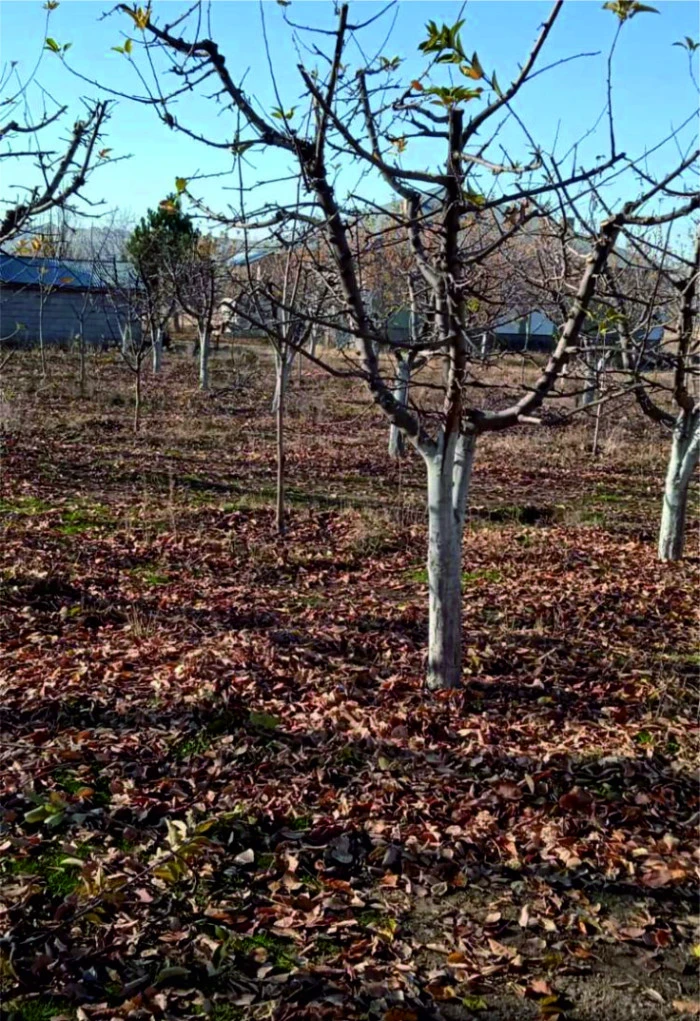 ERCİŞ’TE MEYVE AĞAÇLARINDA BUDAMA MEVSİMİ:  YAPRAK DÖKÜMÜYLE BİRLİKTE BAHÇELERDE BAŞLADI