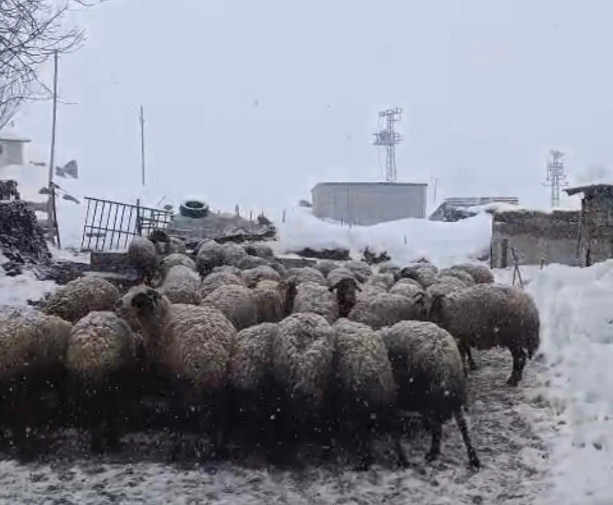 Erciş&rsquo;te Nisan Ortasında Kar: Hayvancılık Zor G&uuml;nler Yaşıyor