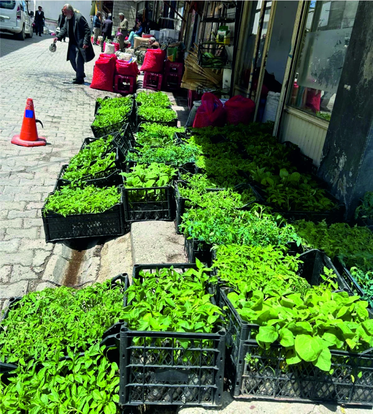 Erciş&rsquo;te sebze fidelerine yoğun ilgi