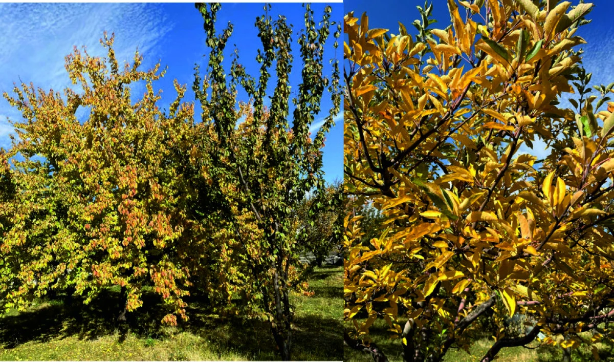 ERCİŞ’TE SONBAHAR BÜYÜSÜ