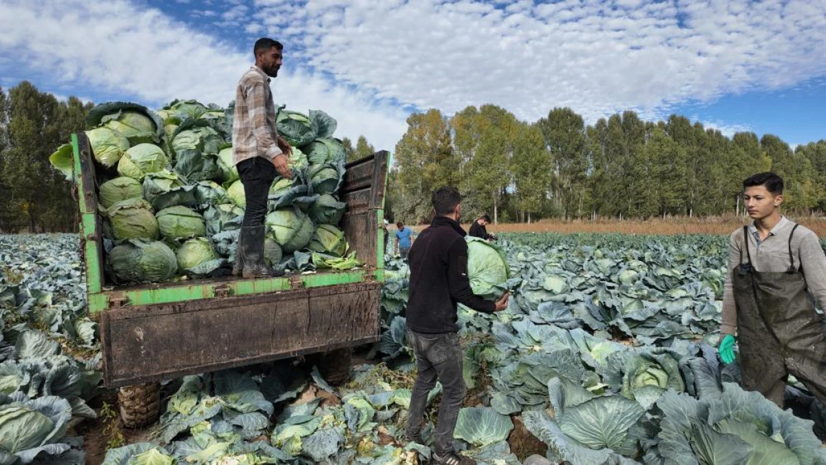 Erciş'te tescilli lahana hasadı başladı